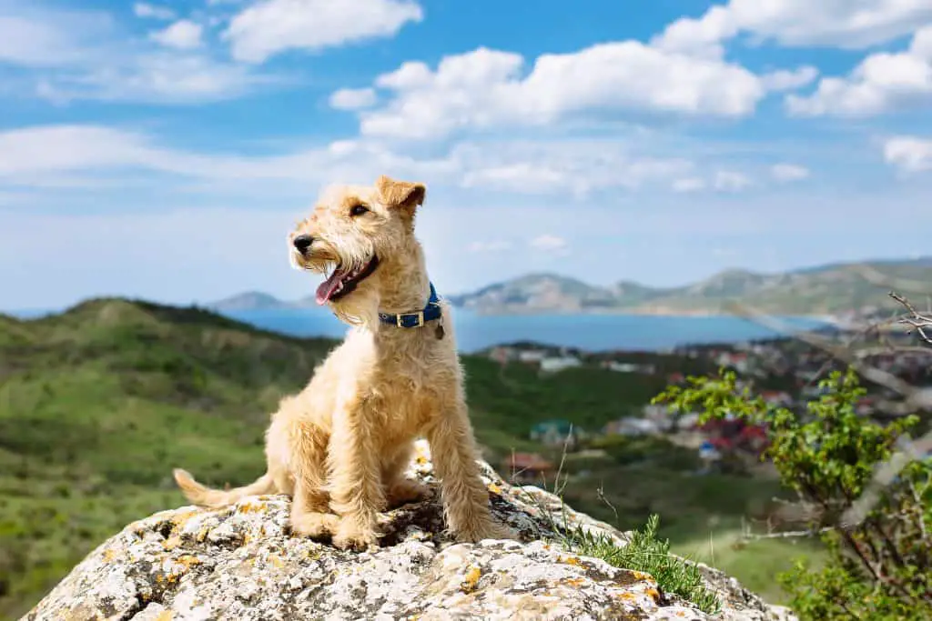a puppy standing proudly on a mountain peak