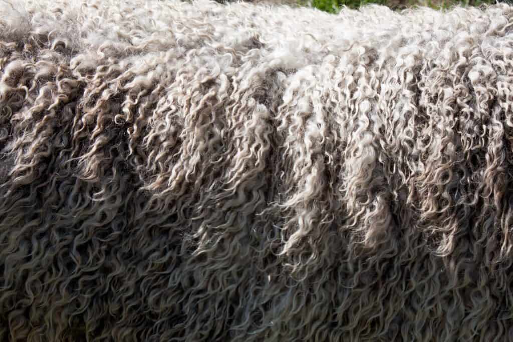 merino wool