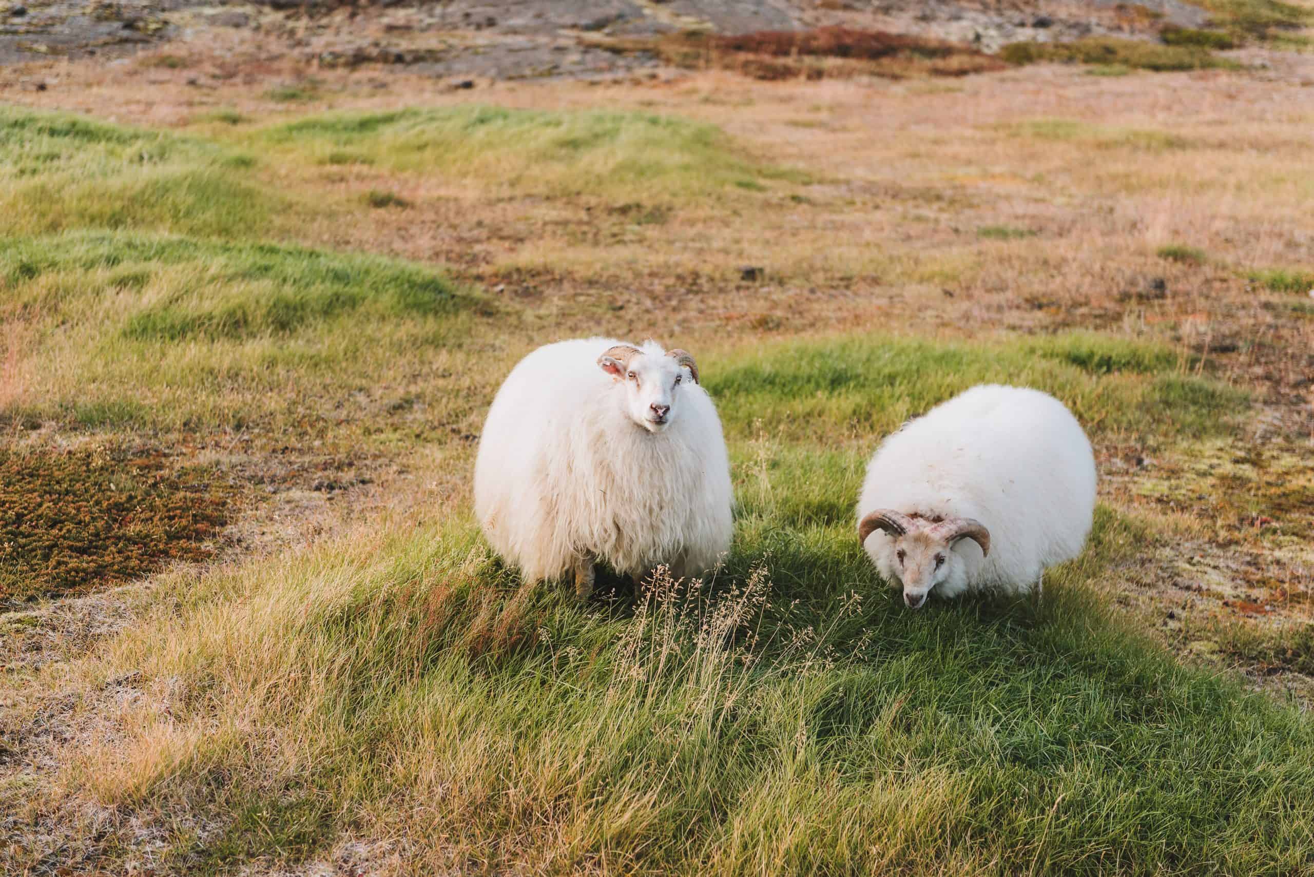 merino sheep on grass field