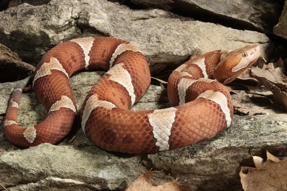 copperhead snake while hiking
