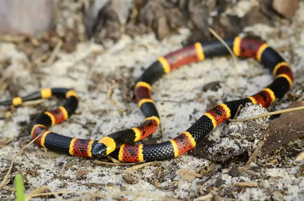 coral snake while hiking