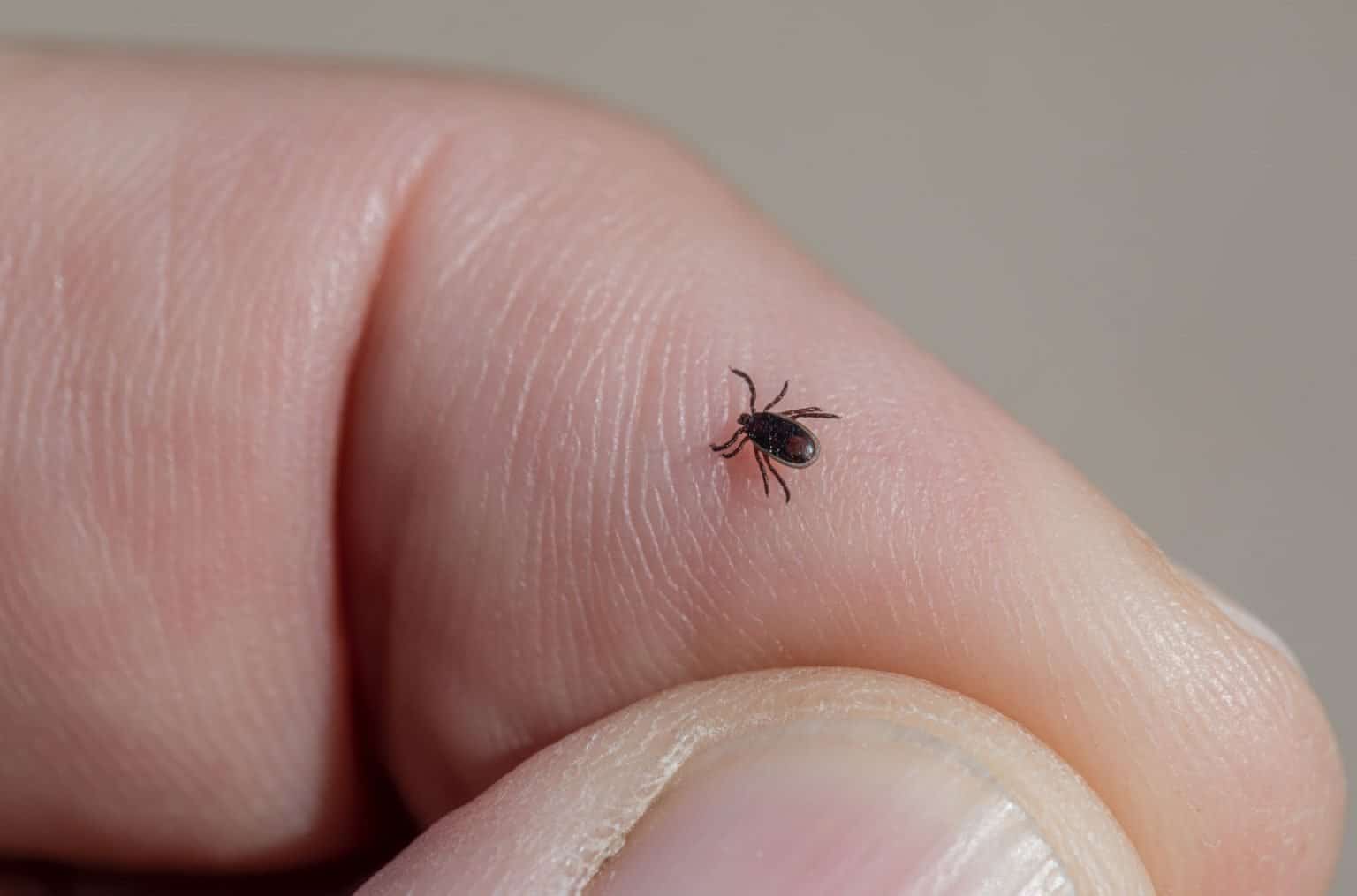 How Long Can Ticks Live Without A Host Hikers Daily