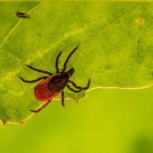 How Long Can Ticks Live Without A Host