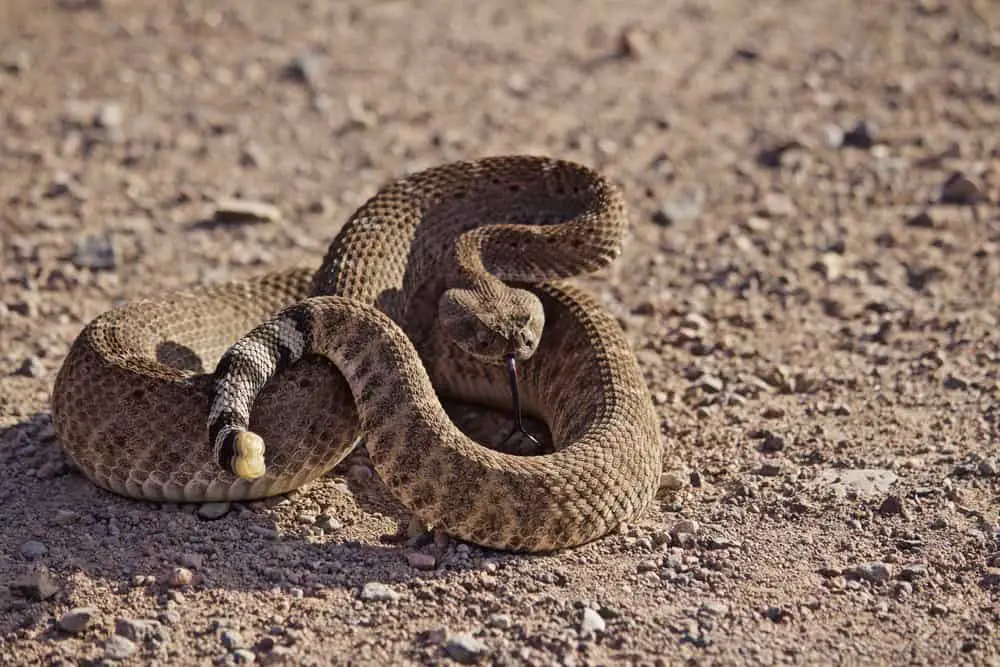 rattlesnake while hiking