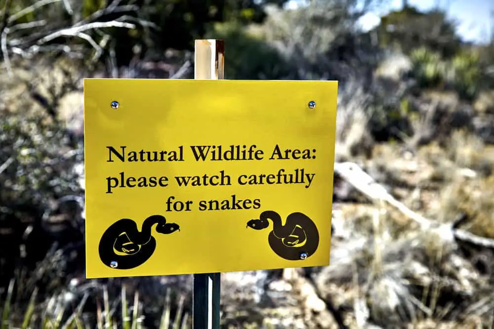 snakes while hiking