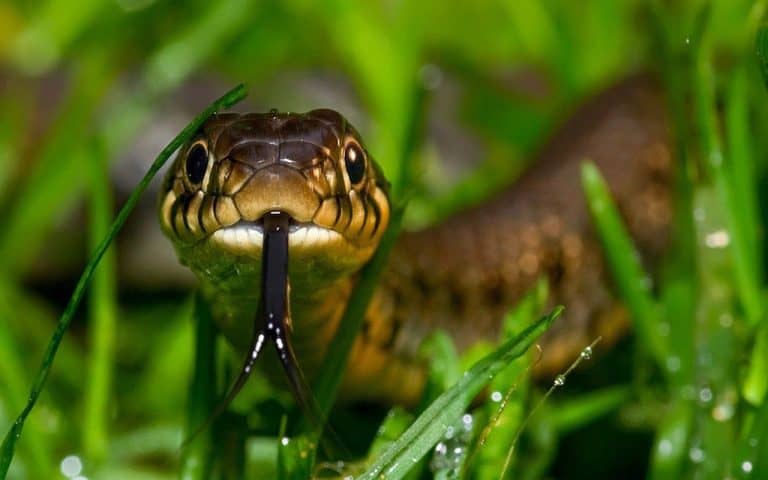 How To Avoid Snakes While Hiking: The Definitive Guide