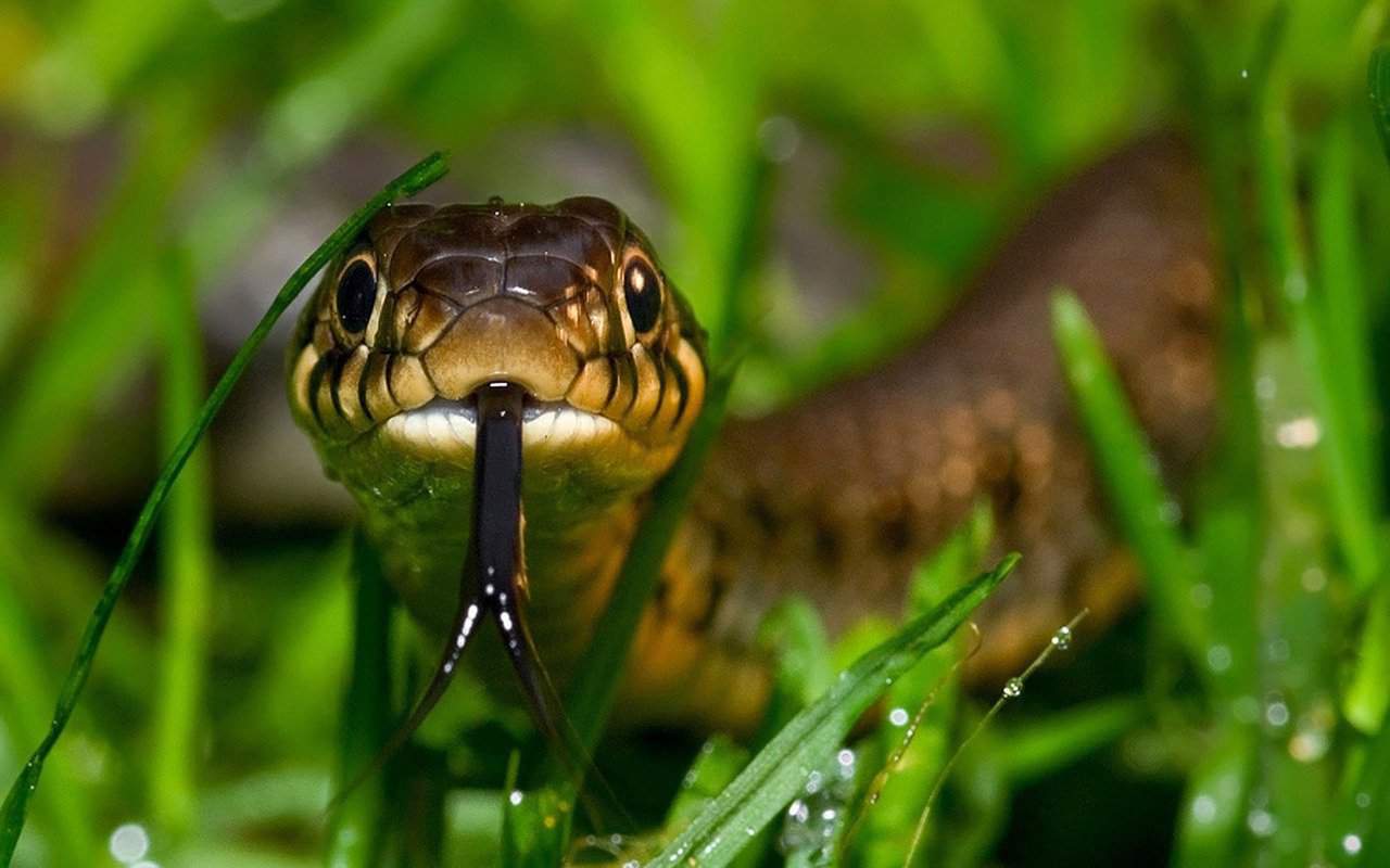 avoid snakes while hiking