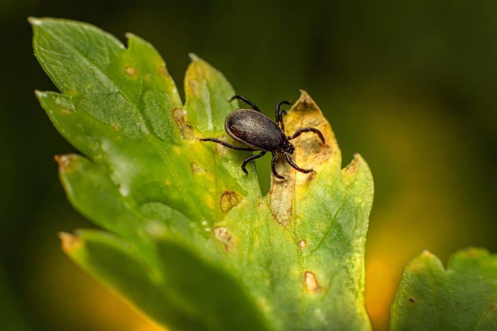 how long can ticks live on clothing - do ticks hide in clothes