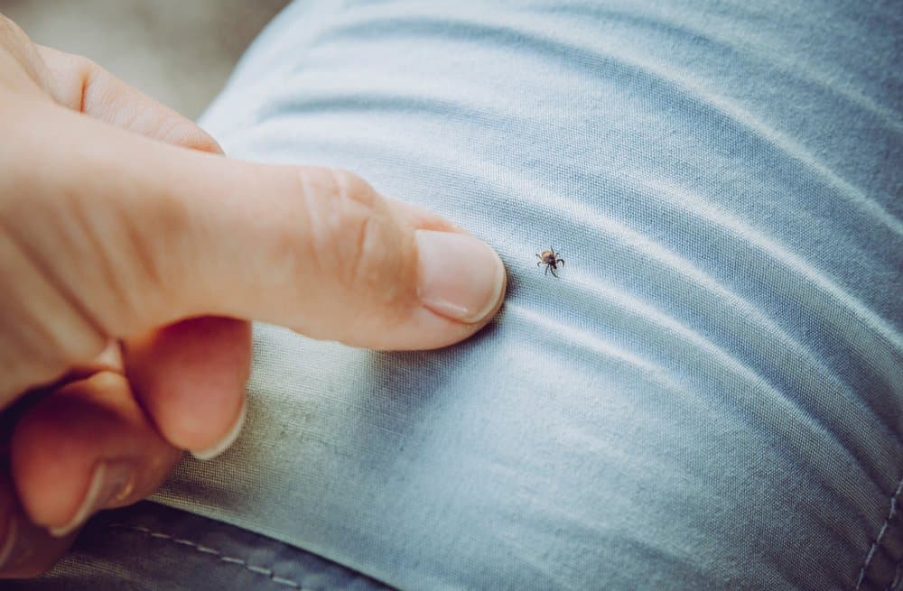 How Long Can Ticks Live On Clothing? Hikers Daily