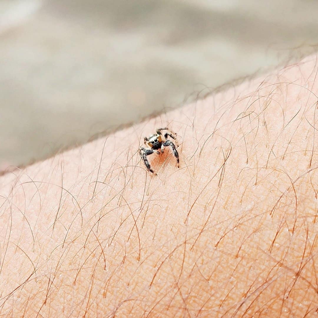 ticks on person