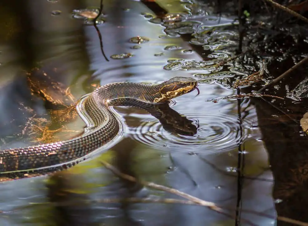 water moccasin while hiking