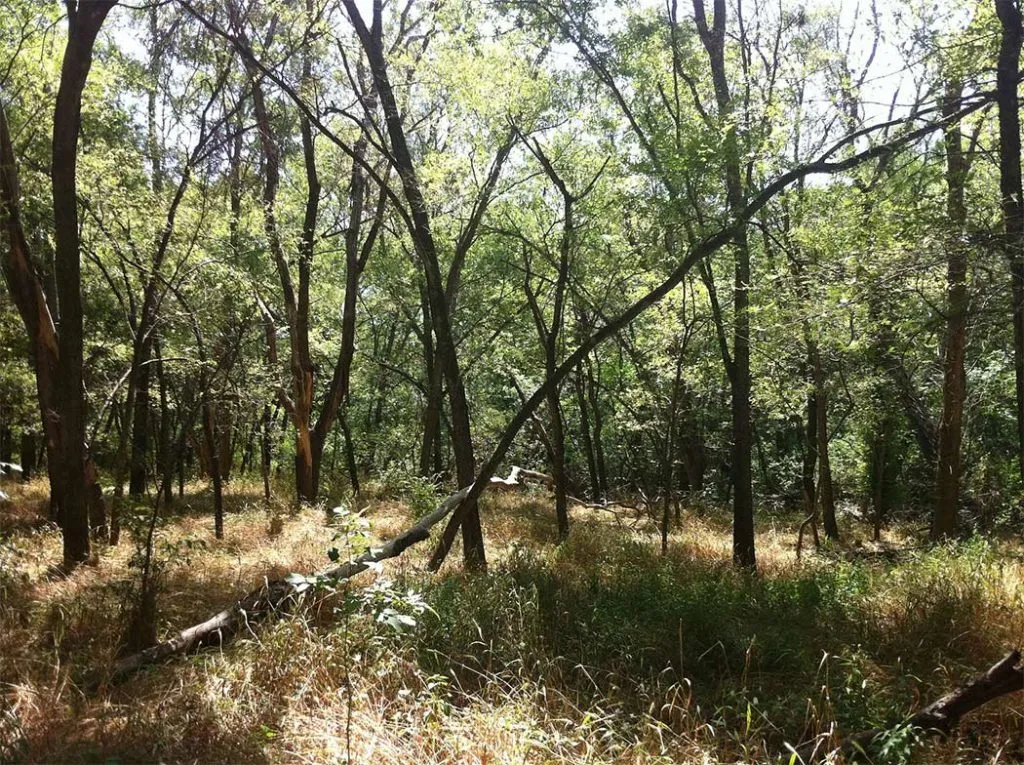 hiking in dallas - texas buckeye trail