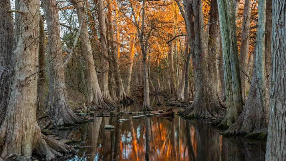 cibolo nature center