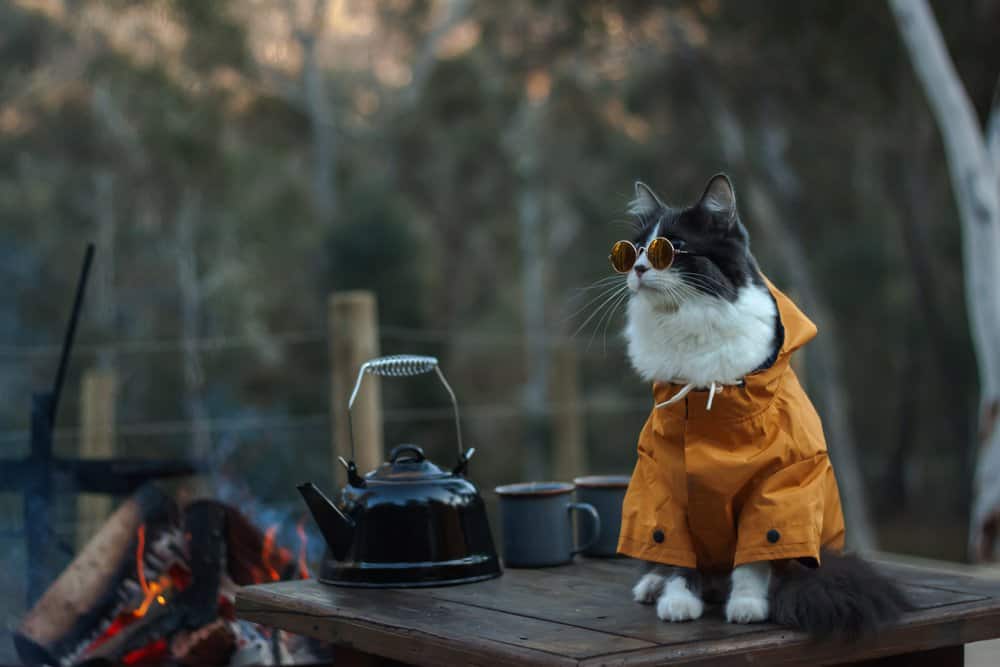 hiking with a cat