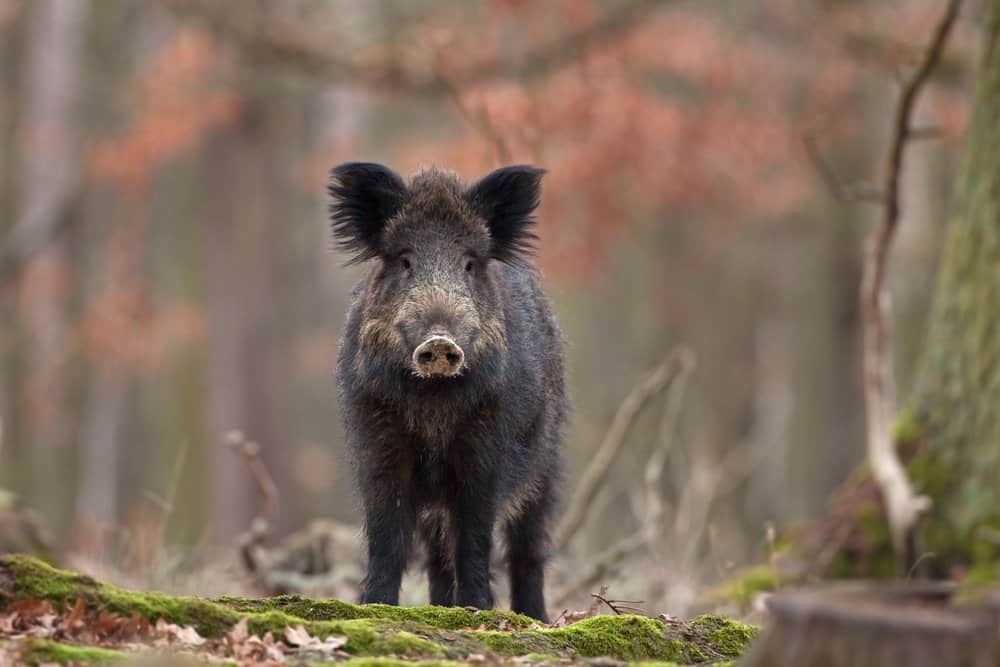 wild boar while hiking