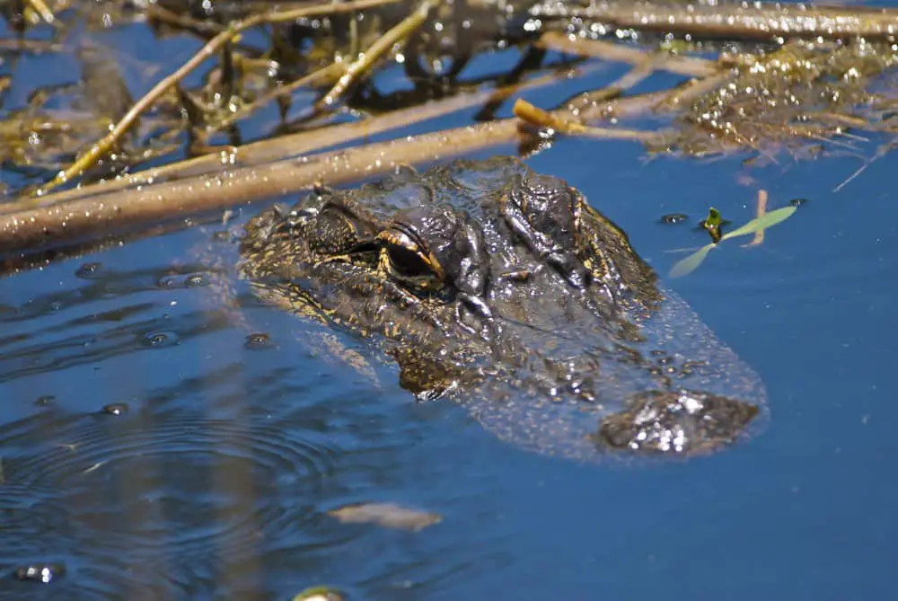 alligator while hiking