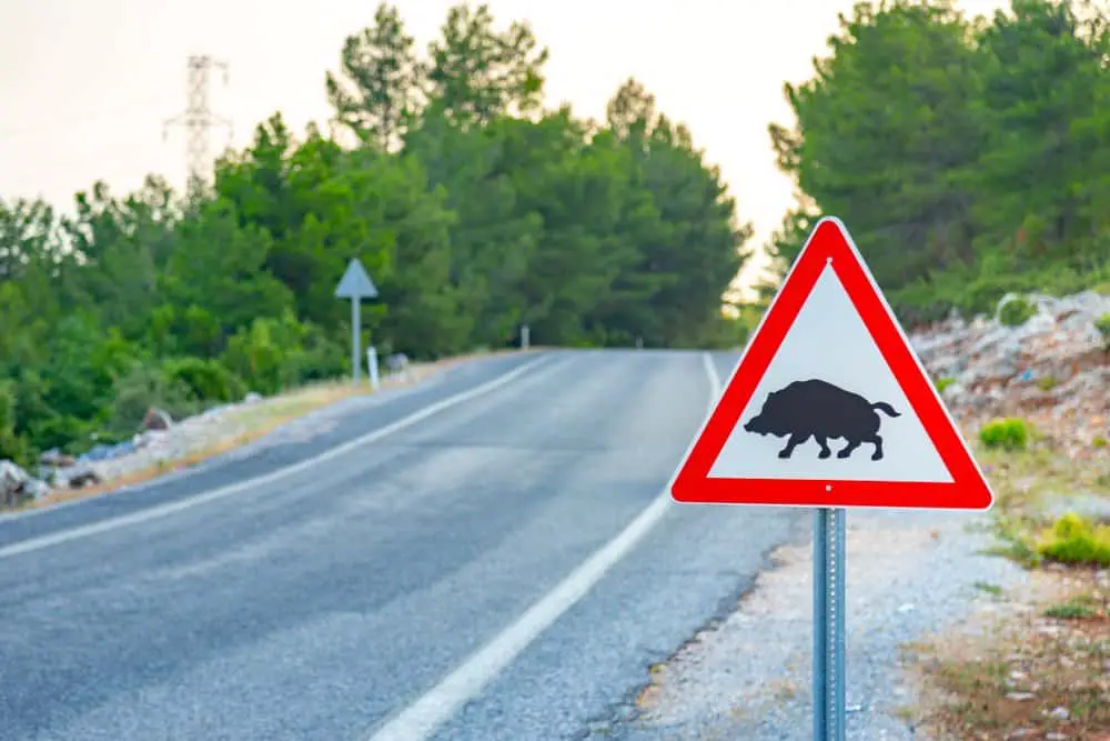 wild boar while hiking