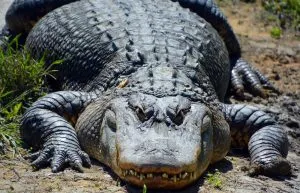 What To Do If You See An Alligator While Hiking?