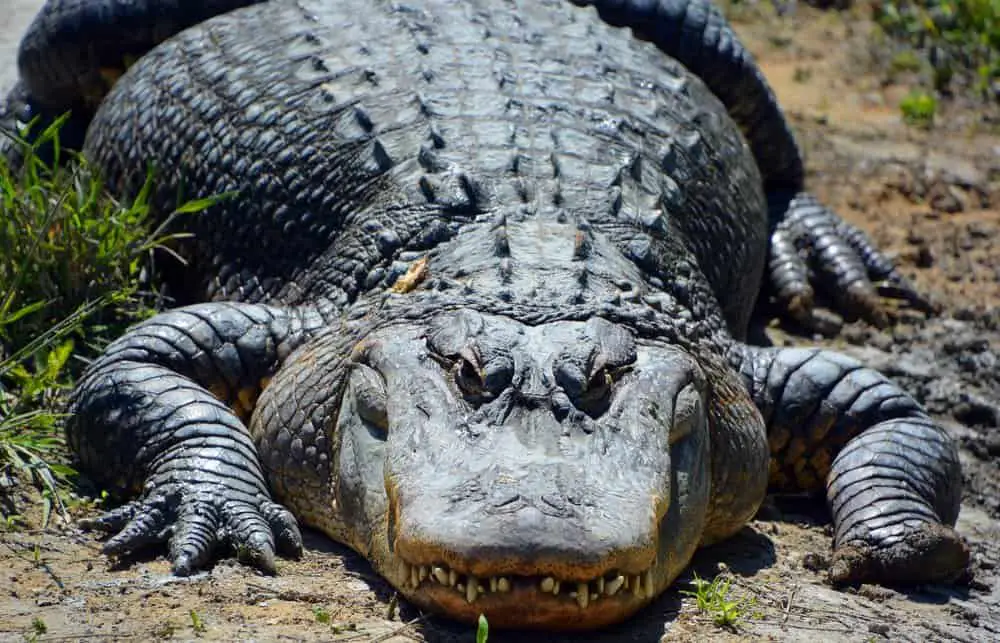 alligator while hiking