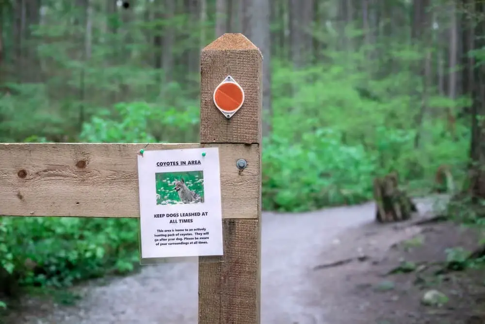 beware of coyote while hiking