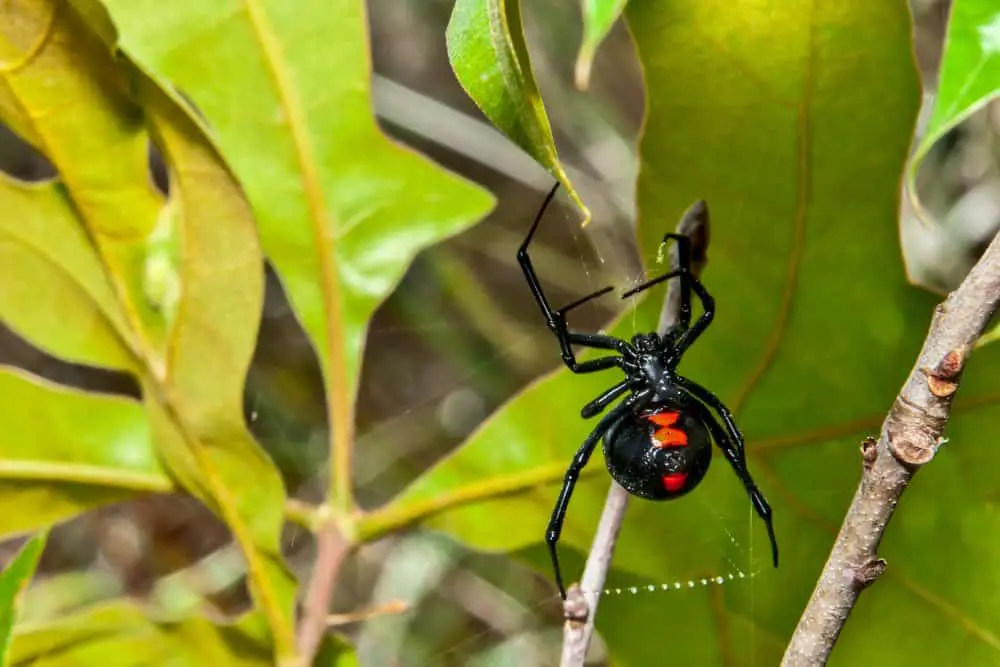 black widow spider - tiny killer while hiking