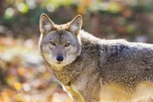 What To Do If You See A Coyote While Hiking