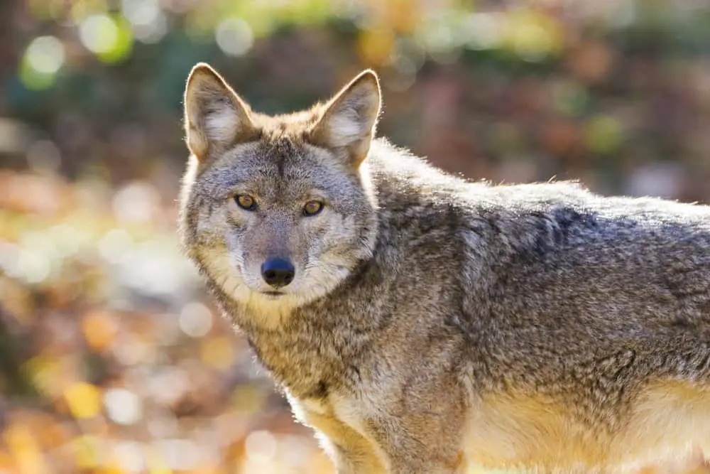 coyote while hiking