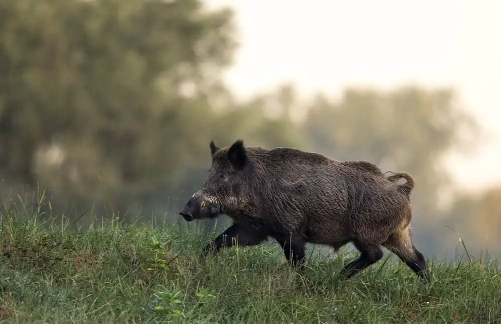wild boar while hiking and charging at you