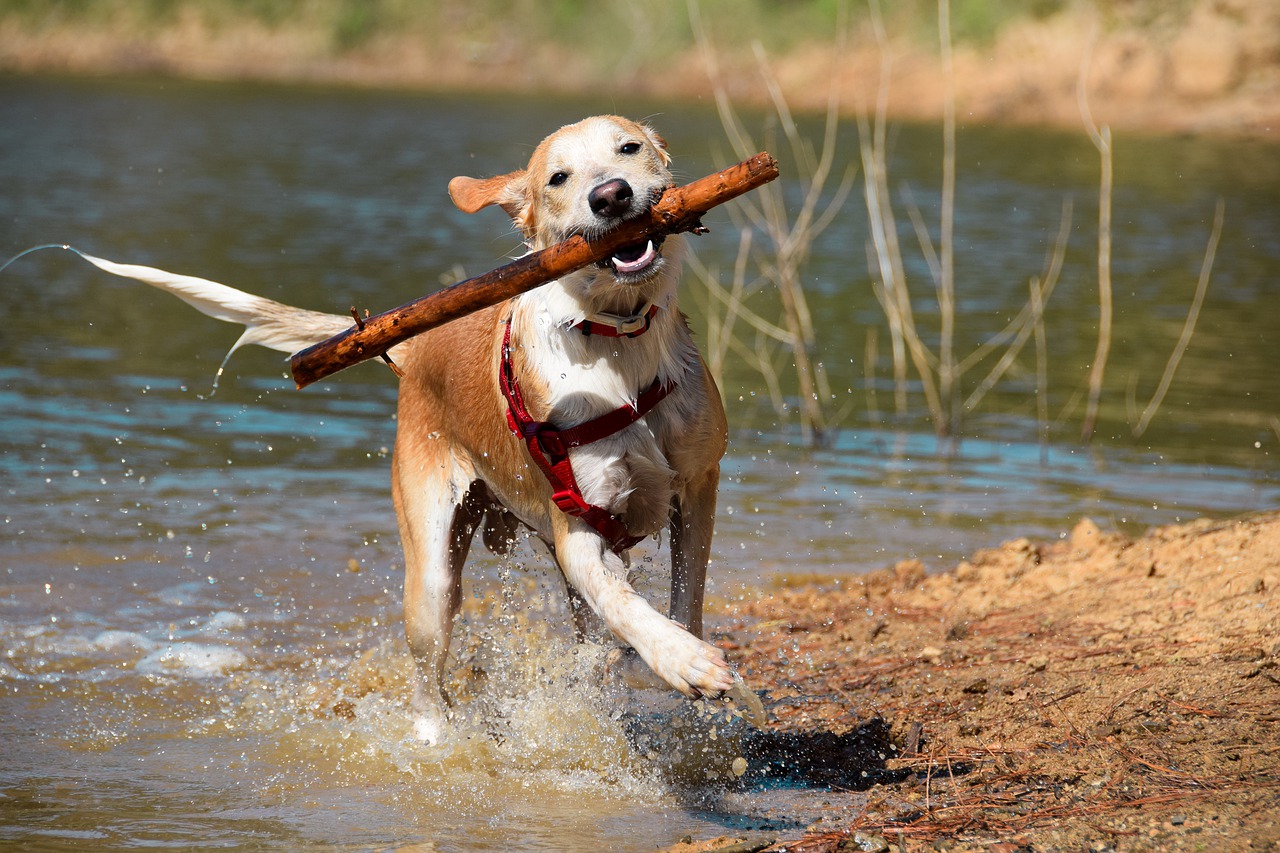 how much water should i bring my dog hiking