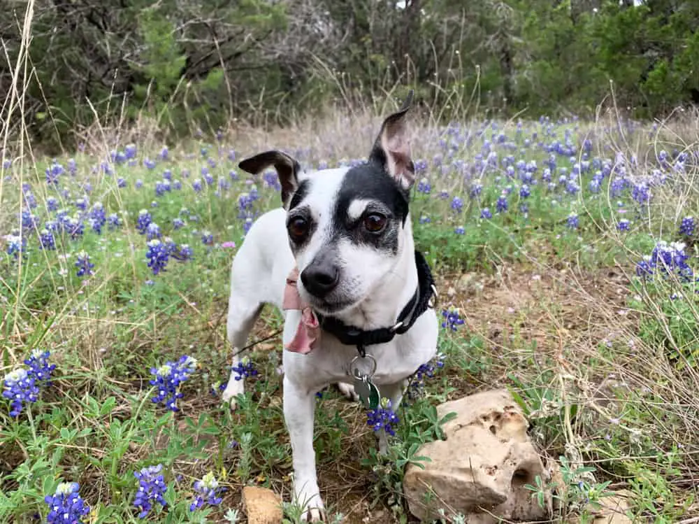 dog-friendly hiking trails in the woodlands texas