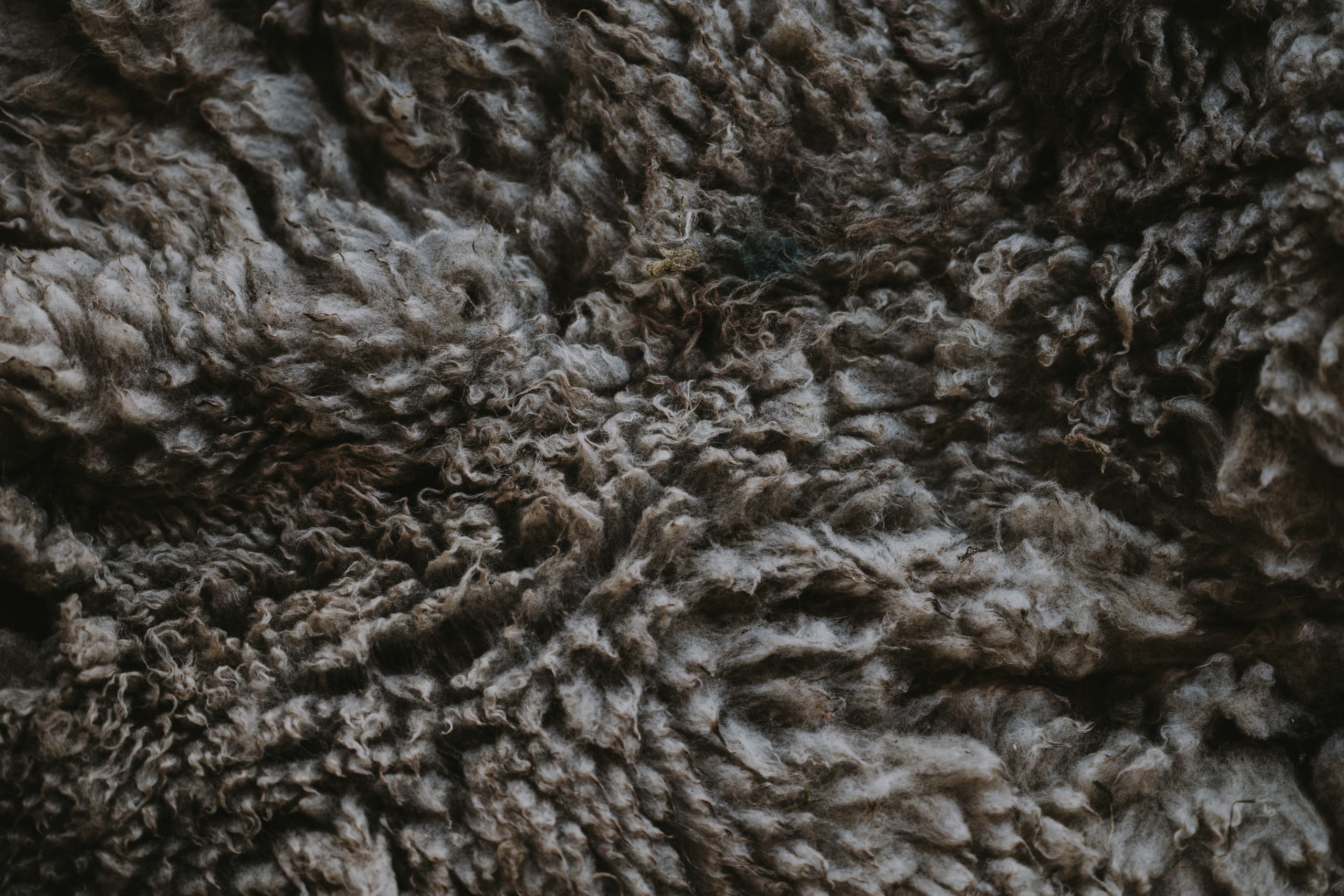 does merino wool shrink