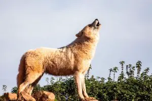 What To Do If You See A Wolf While Hiking