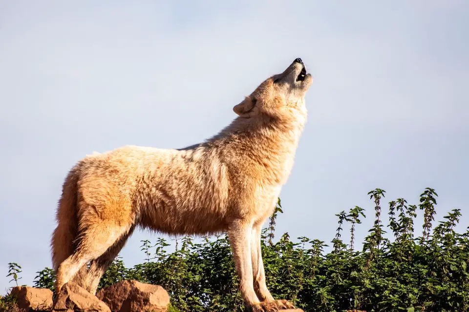 wolf while hiking