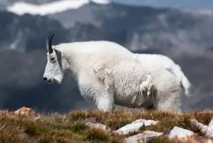 What To Do If You See A Mountain Goat While Hiking