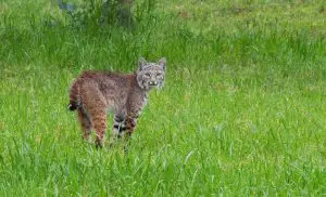 What To Do If You See A Bobcat While Hiking