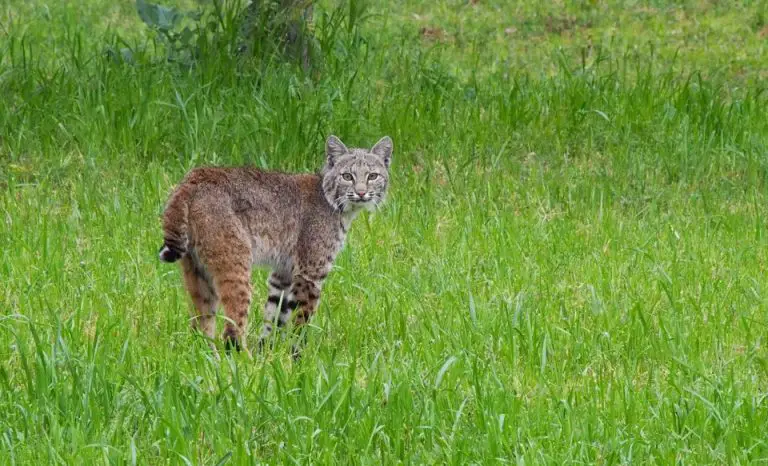 What To Do If You See A Bobcat While Hiking