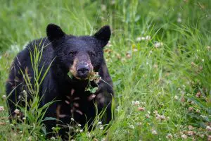 What to Do If You See A Black Bear While Hiking?