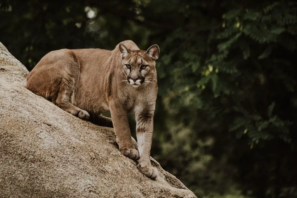 mountain lion while hiking