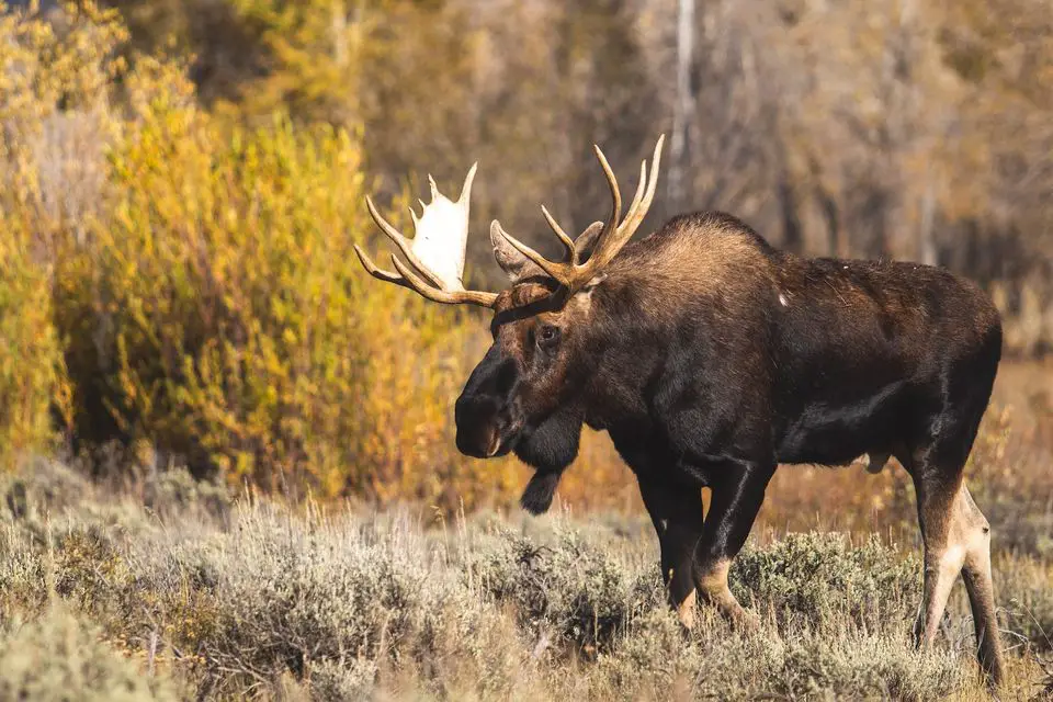 moose while hiking