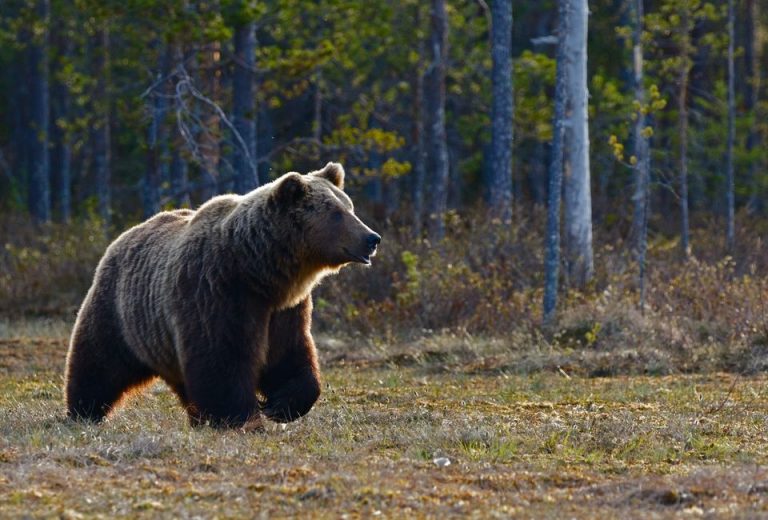 What To Do If You See A Brown Bear While Hiking?