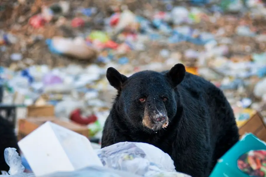 hiking with food in bear country