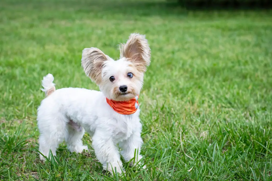 hiking with a small dog