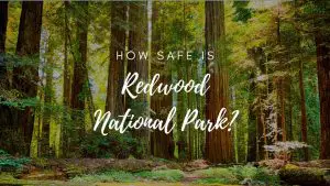 Is Redwood National Park Safe? (2023)