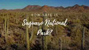 Is Saguaro National Park Safe? (2023)