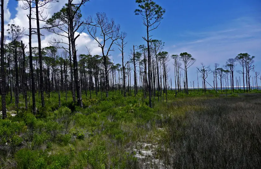 Big Lagoon State Park