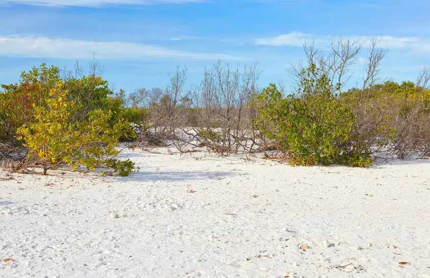 Honeymoon Island State Park