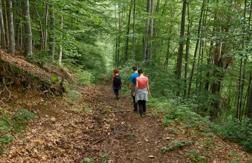 forest hiking trails