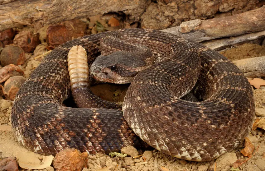 what to do if you run into a rattlesnake