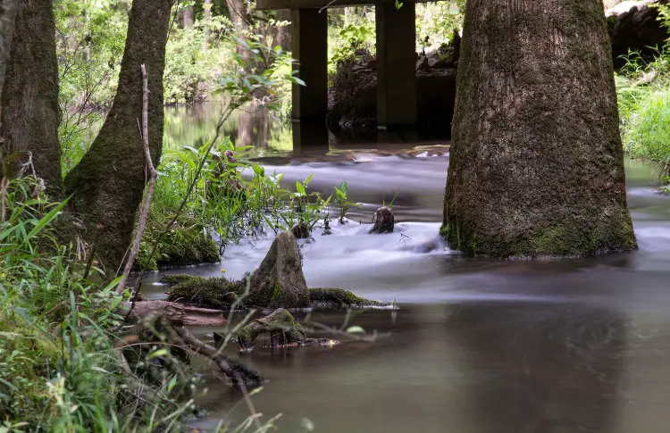 Bogue Chitto State Park