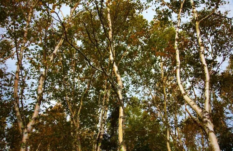 birch trees at owls head state park